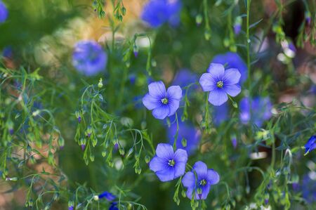 Linum usitatissimum linseed flowering ornamental garden plant, group of beautiful blue common flax...