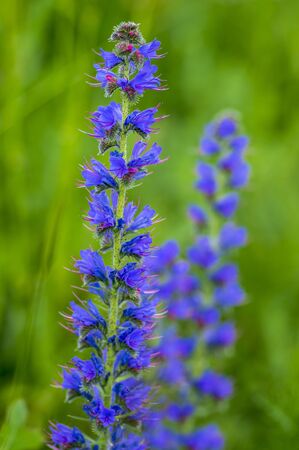 Echium vulgare vipers bugloss blueweed wild flowering plant, group of blue flowers in bloom on tall flowers stem, green leavesの写真素材