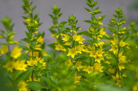 Lysimachia punctata bright yellow dotted loosestrife flowering plant, group of beautiful flowers in bloom, buds and green leaves on a stemの写真素材
