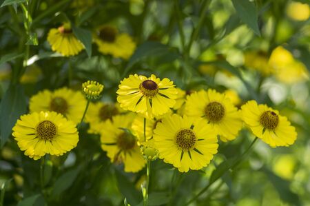 Helenium autumnale common sneezeweed in bloom, bunch of yellow brown flowering flowers, green leaves