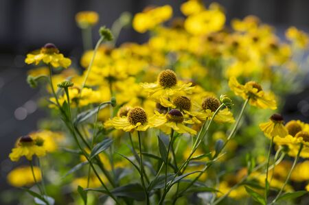 Helenium autumnale common sneezeweed in bloom, bunch of yellow brown flowering flowers, green leavesの写真素材
