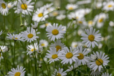 Leucanthemum vulgare meadows wild oxeye daisy flowers with white petals and yellow center in bloom, flowering beautiful plants on late springtime amazing green fieldの写真素材