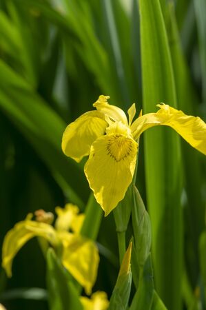 Iris pseudacorus bright yellow water flag flowers in bloom, beautiful flowering plant, green leaves