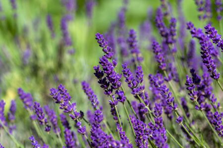 Lavandula angustifolia bunch of flowers in bloom, purple scented flowering plant, field of flowersの写真素材
