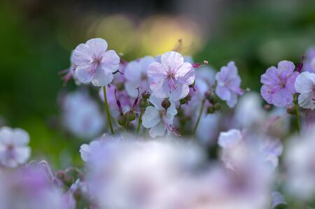 geranium cantabrigiense biokovo white flowering cranesbills plants, group of white flowers and buds...