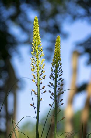 Eremurus isabellinus pinocchio cleopatra flowering ornamental plant, beautiful pink orange foxtail lily flowers starting bloom in sunlight, yellow bud on plant stemの写真素材