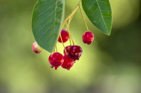 Amelanchier lamarckii ripe and unripe fruits on branches, group of berry-like pome fruits called...
