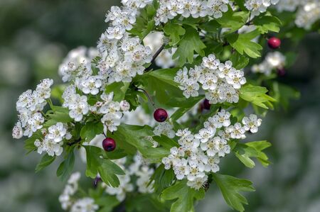 Crataegus laevigata white flowering branches, beautiful wild tree in bloom, dark red ripened pome...
