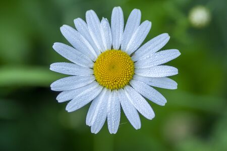 Leucanthemum vulgare meadows wild oxeye daisy flowers with white petals and yellow center in bloom, flowering beautiful plants on late springtime amazing green fieldの写真素材