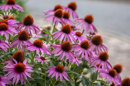 Echinacea purpurea flowering coneflowers, group of ornamental medicinal plants in bloom, spiny centerの写真素材