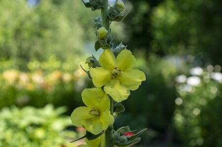 Verbascum densiflorum bright yellow denseflower in bloom, tall flowering herb medicinal plant,...