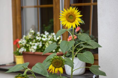 Helianthus annuus common sunflowers in bloon in front of wooden window, big beautiful flowering plant, green stem and foliageの写真素材