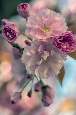 Prunus serrulata Japanese cherry tree double flower cultivation called sakura or taihaku in bloom, flowering oriental cherry starting to bloom, against blue skyの写真素材