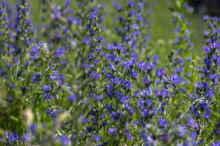 Echium vulgare vipers bugloss blueweed wild flowering plant, group of blue flowers in bloom on tall...