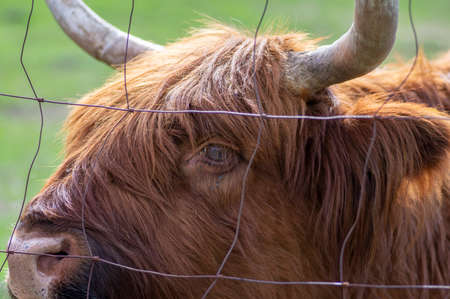 Highland cattle cow on pasture, very huge and hairy animal with long horns, cute mammal