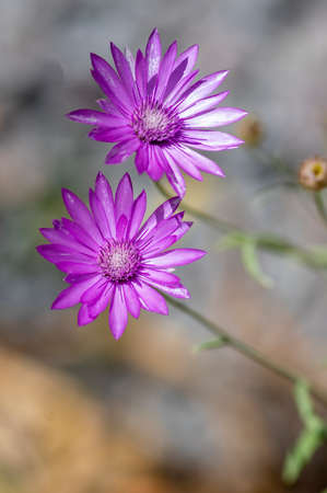Xeranthemum annuum white and violet immortelle flowers in bloom, group of flowering plants in the garden, used for dry decorationsの写真素材