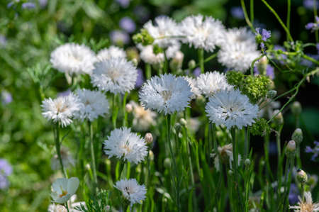 Centaurea cyanus white cultivated flowering plant in the garden, group of beautiful cornflowers...