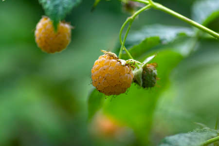 Rubus idaeus Golden Queen yellow raspberries on shrub branches, bunch of tasty ripened fruits, green leavesの写真素材