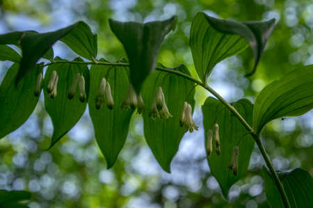 polygonatum multiflorum forest flowering plant, flower in bloom with buds on branch, green leaves...