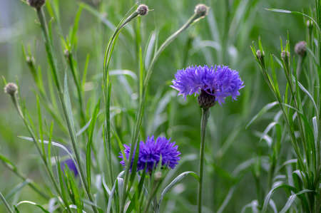 Centaurea cyanus blue cultivated flowering plant in ornamental garden, group of beautiful...