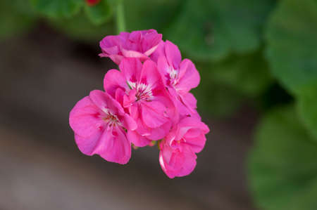 Pelargonium zonale cultivated ornamental pot flowering plant, group of purple pink flowers in bloom,...