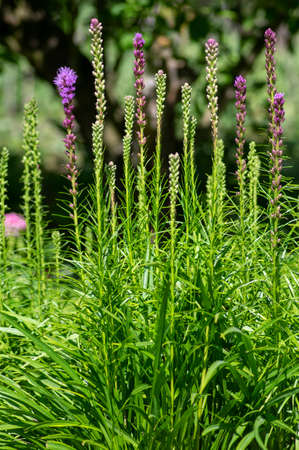 Liatris spicata deep purple flowering plant, group of flowers on tall stem in bloom, green backgroundの写真素材