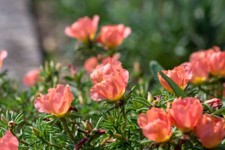 Portulaca grandiflora moss-rose flowering plant, pale pink orange color rock rose purslane flowers in bloom, small ground covering plants with green leavesの写真素材