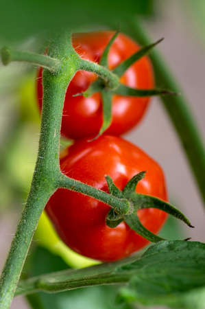 Ripening red strawberry variety of tomatoes in garden, green fruits and leaves on branchesの写真素材