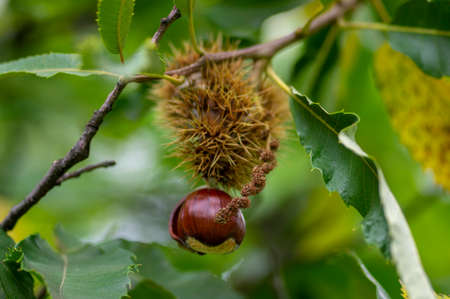 Castanea sativa ripening fruits in spiny cupules, edible hidden seed nuts hanging on tree branches,...