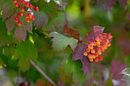 Viburnum opulus berries ornamental park tree with beautiful ripening fruits, deciduous shrub with...