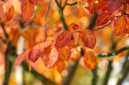 amelanchier lamarckii shadbush autumnal shrub branches full of beautiful bright red orange yellow...