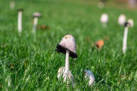 Coprinus comatus shaggy ink cap white gray mushroom growing in the lawn in the park, autumnal season, early morning on the meadowの写真素材