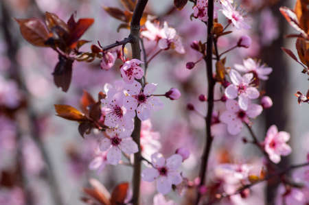Canadian black plum Prunus nigra light pink flowers in bloom, beautiful flowering ornamental shrub with brown red leaves on branches in sunlightの写真素材