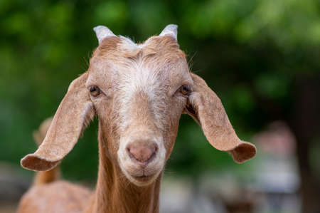 Capra aegagrus hircus Anglo-nubian goat funny farm animal with cool long ears and brown hair on pasture, eye contactの写真素材