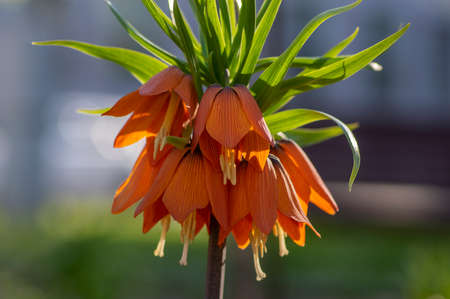 Fritillaria imperialis crown imperial flower in bloom, beautiful tall orange red flowering...