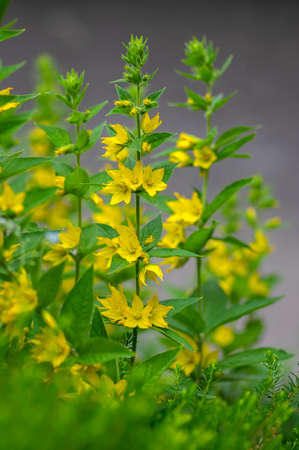 Lysimachia punctata bright yellow dotted loosestrife flowering plant, group of beautiful flowers in...