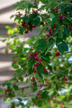Amelanchier lamarckii ripe and unripe fruits on branches, group of berry-like pome fruits called...