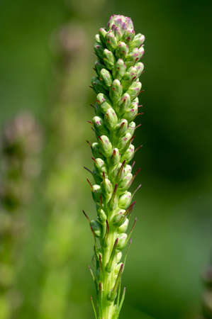 Liatris spicata deep purple flowering plant, group of flowers on tall stem in bloom, green...