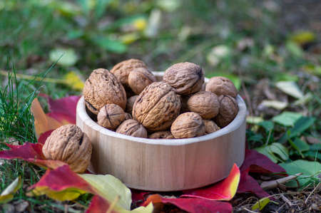 Walnuts in hard shells, pile of dry ripened fruits in the grass on colorful leaves in wooden bowl,...