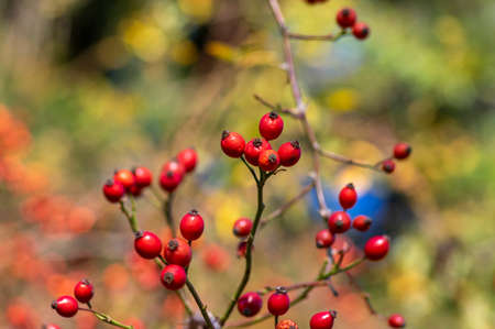 Ripened rose hips on shrub branches, red healthy fruits of Rosa canina plant, late autumn harvest timeの写真素材