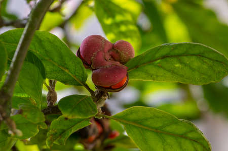 Magnolia soulangeana magic orange pink autumnal capsule with seeds on branches, green leaves on the...