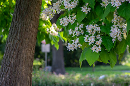 Catalpa bignonioides medium sized deciduous ornamental flowering tree, branches with groups of white cigartree flowers, buds and green leavesの写真素材