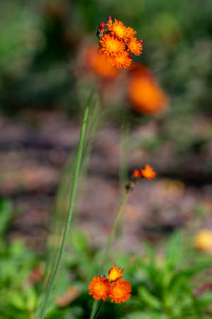 Pilosella aurantiaca wild flowering plant, orange flowers in bloom, beautiful perennial plants
