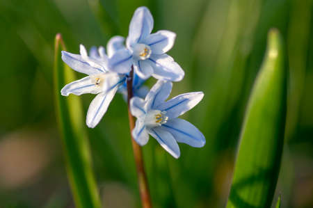 Puschkinia scilloides early spring bulbous flowers in bloom, small white and blue flowering plant,...