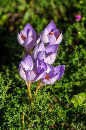 Crocus speciosus autumn blue purple flowering plant with orange yellow center, Biebersteins crocus flowers in bloom, autumn species growingの写真素材