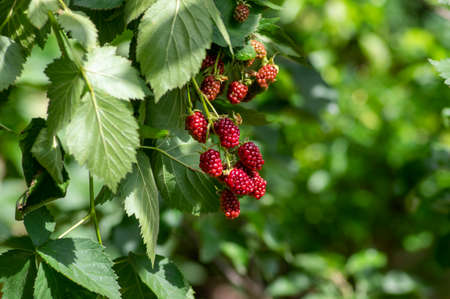 Rubus fruticosus big and tasty garden blackberries, black ripening fruits berries on branches wiht...
