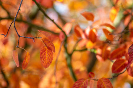 amelanchier lamarckii shadbush autumnal shrub branches full of beautiful bright red orange yellow...