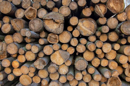 Cutting of the trees, bark beetle calamity, conifer tree logs on pile in woodland, ready for...