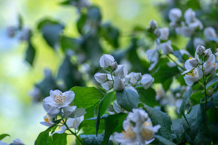 Philadelphus coronarius sweet mock-orange white flowers in bloom on shrub branches, flowering...