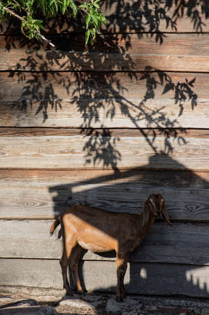 Capra aegagrus hircus Anglo-nubian goat funny farm animal with cool long ears and brown hair in shelter shadow in front of wooden wall during hot summer dayの写真素材